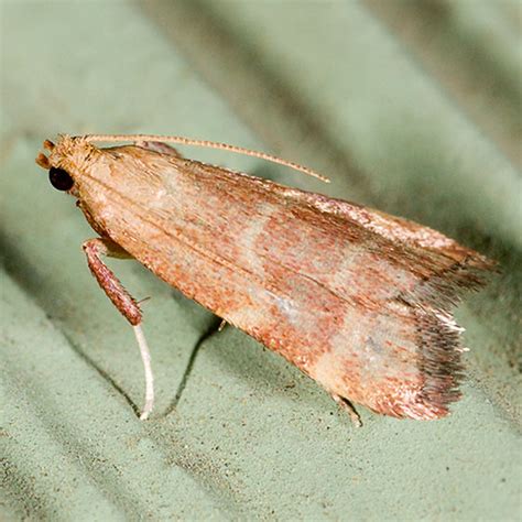 Micro Moth Sp Arta Epicoenalis Bugguidenet