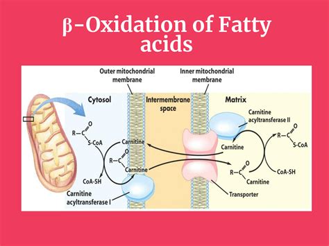 Solution Beta Oxidation Of Fatty Acids Studypool