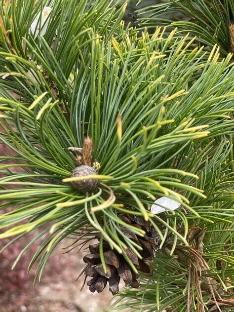 Pinus Parviflora Tenysu Kazu Variegated Japanese White Pine Maple Ridge Nursery