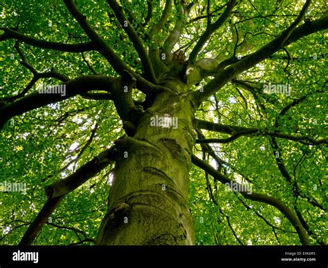 Ver Mirando Hacia Arriba A Las Hojas Y Las Ramas De Hayas Fagus