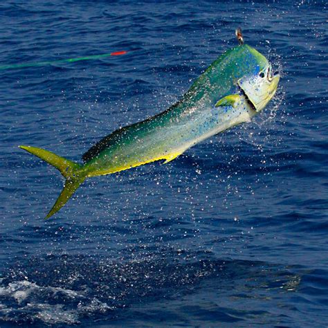 Cabo Fishing Calendar — Seashine Adventures