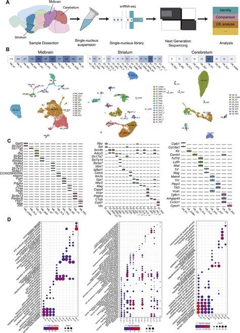 Transcriptomic Heterogeneity Of Midbrain Striatum And Cerebellum A