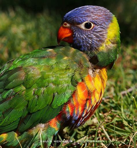 Juvenile Rainbow Lorikeet Paula Mcmanus Flickr