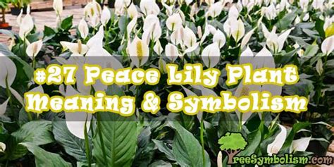 27 Peace Lily Plant Meaning And Symbolism