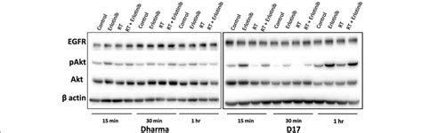 Western Blot Analysis Of EGFR And Downstream Proteins EGFR Total Akt