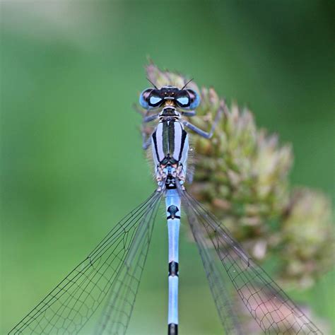 National Dragonfly Week Common Blue Damselfly Earthstar