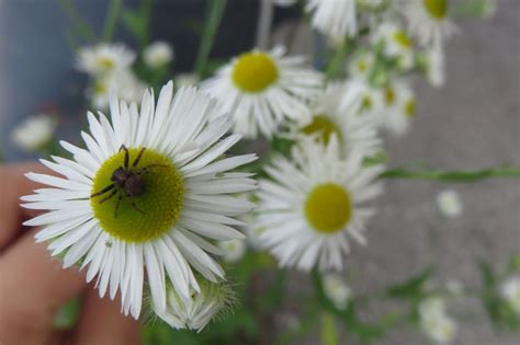 Weed Of The Month Fleabane Brooklyn Botanic Garden