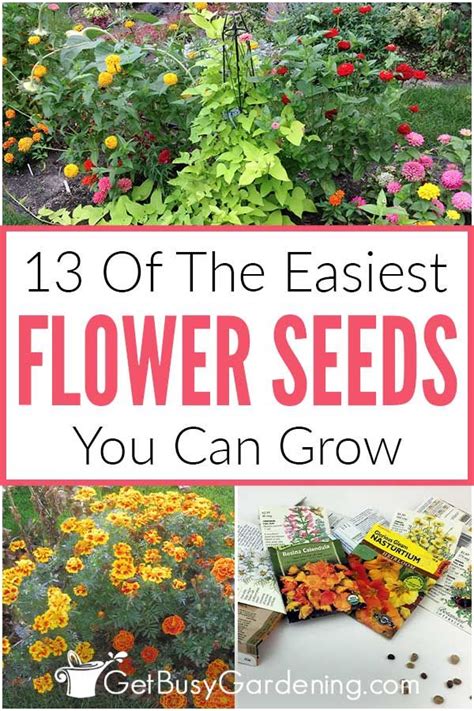 13 Easy Annual Flowers To Grow From Seed Easy To Grow Flowers Growing Seeds Fast Growing Flowers