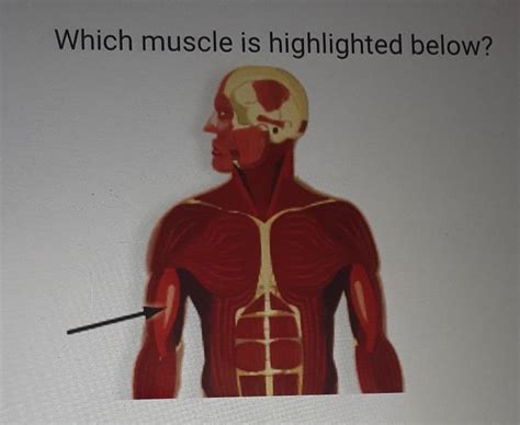 Which Muscle Is Highlighted Exercise Videos Shapesense The