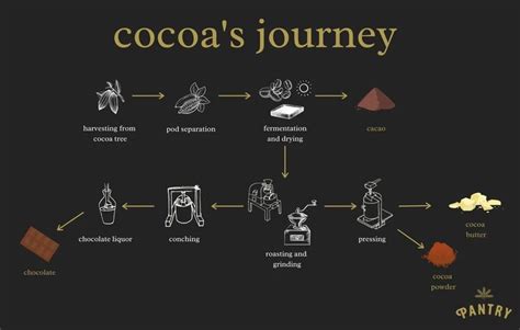 The Journey Of A Cocoa Bean From Cacao To Cocoa To Chocolate