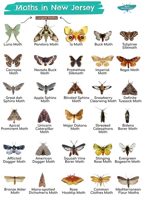 Types Of Moths In New Jersey