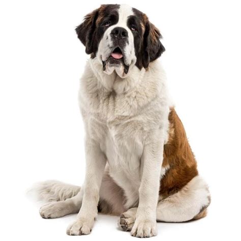 How Much Does A Saint Bernard Cost Spend On Pet