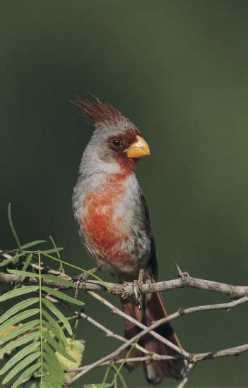 Pyrrhuloxia Cardinalis Sinuatus Male Starr County Editorial Stock Photo