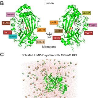 Structure Sequence And Simulation Limp Apo A Sequence And