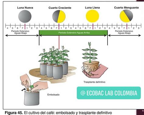 Fases Lunares En La Agricultura Ecologica Artofit