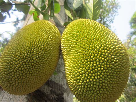 One Strange Fruit Jackfruit Two Black Haired Girls