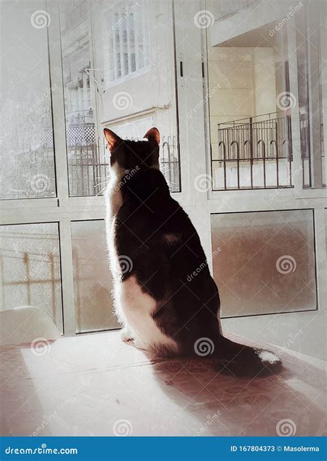 Silhouette of a Cat in a Window. Stock Image - Image of wallpaper ...