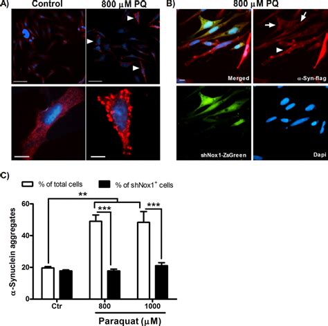 Nox1 Knockdown Inhibits Aggregation Of Overexpressed Wt α Synuclein In Download Scientific