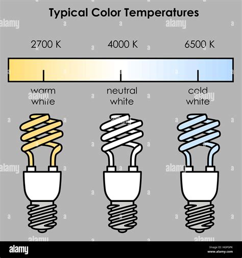 Compact fluorescent light bulbs with typical color temperatures. Vector ...