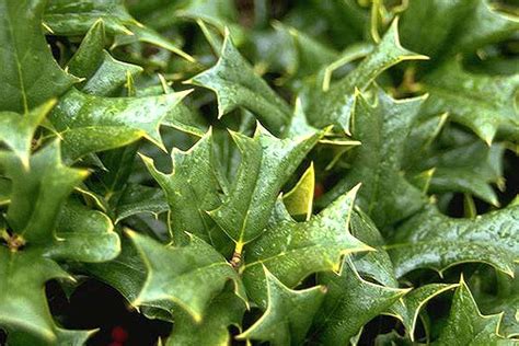 Ilex cornuta 'Rotunda' | Landscape Plants | Oregon State University