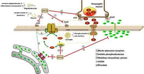 Mechanism Of Action Of Caffeine This Illustration Depicts The Three