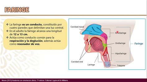 Cavidad Bucal Faringe Paladar Youtube