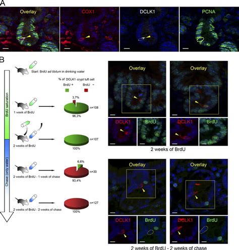 Dclk1 Expressing Tuft Cells Are Post Mitotic And Continuously Renewed