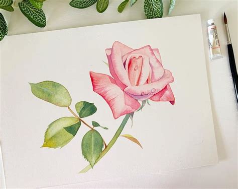 Louise De Masis Instagram Photo A New Painting This Is A Rose I