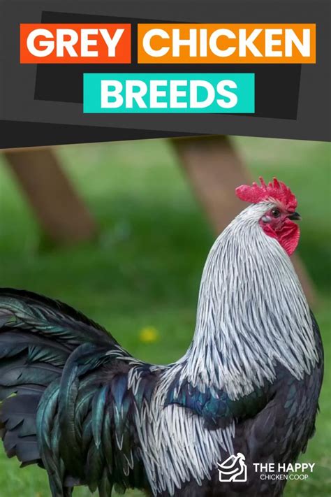 18 Grey Chicken Breeds The Happy Chicken Coop