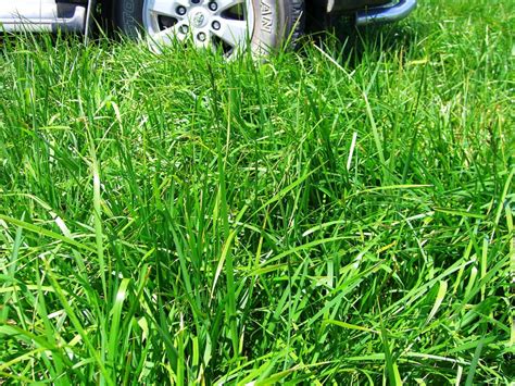 Pasture Grass Seeds Bred To Perform Under Australian Conditions