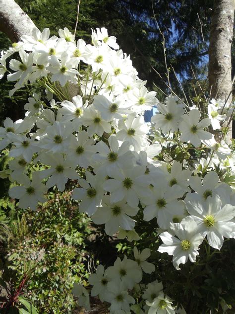 Clematis Early Sensation Evergreen Garden Inspiration Flower