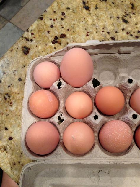 Giant Buff Orpington Egg Double Yolk Six Months Old Hen Buff