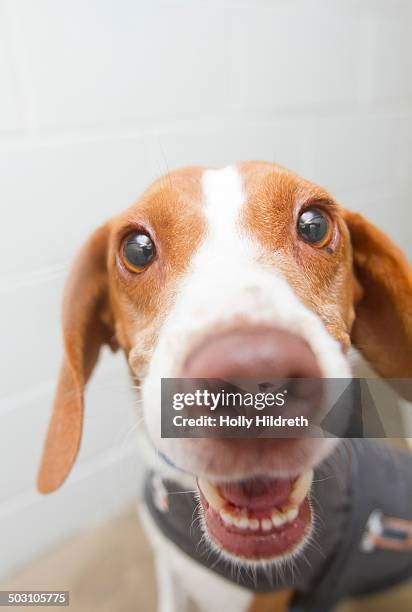 Beagle Hound Mix Photos and Premium High Res Pictures - Getty Images