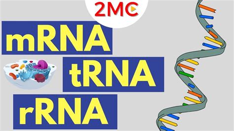 Mrna Trna And Rrna Function Types Of Rna Youtube