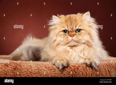 Golden Chinchilla Perser Persian Cat Stock Photo Alamy