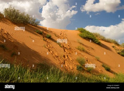 Animal Tracks On The Red Sand Dunes Of The Kalahari Desert In South