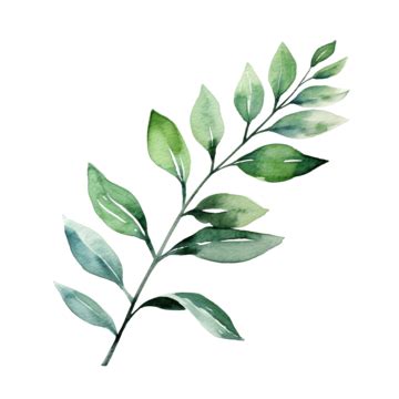 Watercolor Botanical Clipart With Green Branch Branch Watercolor Png