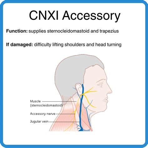 Ollie Burton On Twitter Cnx Is The Vagus Nerve Wanderer Which Goes