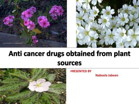 Anticancer Drug From Plant Ppt