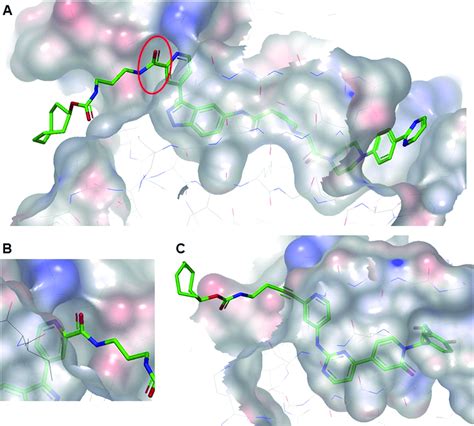 A Co Crystal Structure Of TCO SCH With ERK2 Pdb 6GJD The Binding