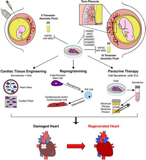 Frontiers Cardiac Restoration Stemming From The Placenta Tree Insights From Fetal And