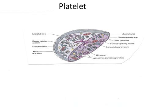 Ppt Platelet Powerpoint Presentation Free Download Id734088