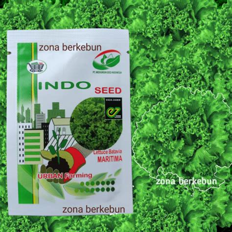 Jual SELADA MARITIMA INDOSEED ENZA 1GR BATAVIA LETTUCE Shopee Indonesia