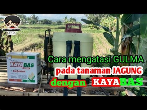 Cara Mengatasi Gulma Pada Tanaman Jagung Dengan Kayabas Youtube