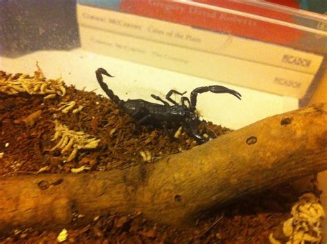 Heterometrus petersii | Arachnoboards