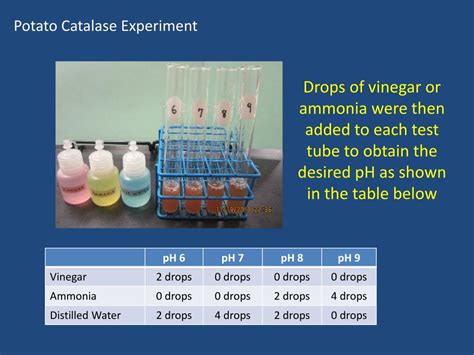 Ppt The Potato Catalase Pre Lab Powerpoint Presentation Free Download Id 1895491