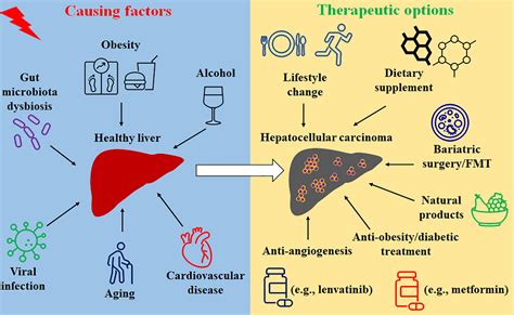 Frontiers Hepatocellular Carcinoma And Obesity Type Diabetes