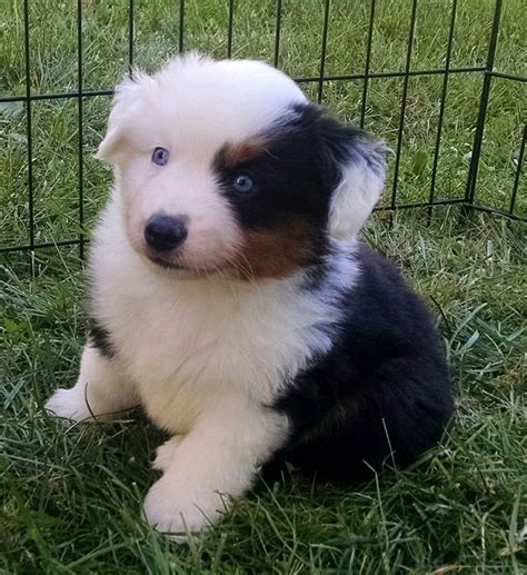 Miniature American Shepherd Info, Temperament, Puppies, Pictures