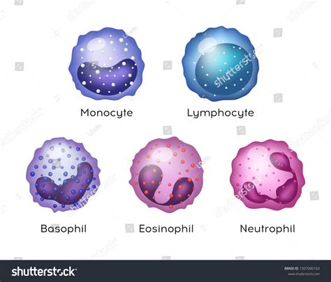 Illustration Blood Cells Monocyte Lymphocyte Eosinophil Stock