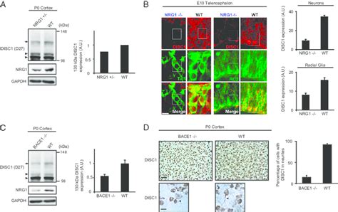 Nrg1 Signaling Knockdown Affects Disc1 Expression In Vivo A Western